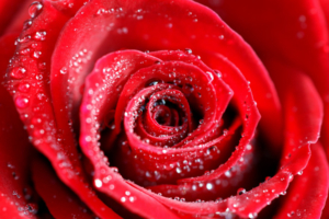 Water Drops on Red Rose6274411065 300x200 - Water Drops on Red Rose - Water, Roses, Rose, Drops
